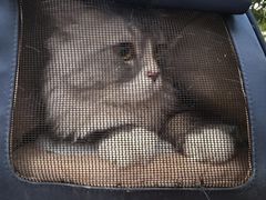 -佳怡动物医院·平价24小时·猫专科骨外科