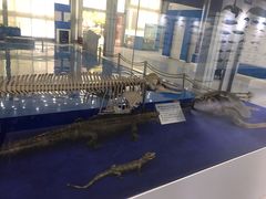 -上海海洋大学鱼文化博物馆(军工路校区)