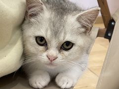 -猫咪派对(江南西店)