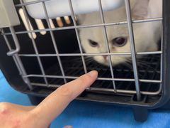 -艾贝尔动物医学中心·血液净化·神经内外科