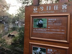 景点-成都大熊猫繁育研究基地