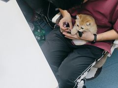 -宠颐生猫科·内科皮肤科(西平世纪城店)