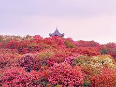 -贵州百里杜鹃风景名胜区