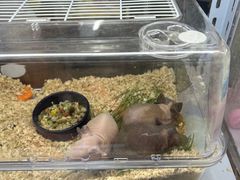 -花鸟鱼虫鲜花绿植市场(玉泉路店)