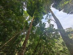 -西双版纳原始森林公园