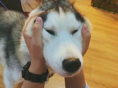 -Husky Go! 哈士奇体验馆·宠物咖啡厅狗咖