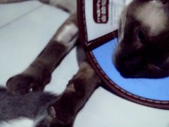 -特一安24小时宠物医院·骨科·中兽医