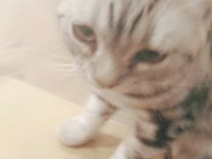-共舞时光猫咖·狗咖(新街口店)