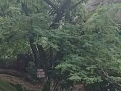 -江西龙虎山景区