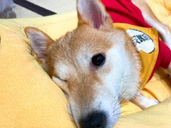 -逗柴咖啡屋·狗咖猫咖宠物桌游