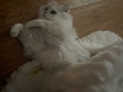 -猫大福·Fortune Cat猫舍(百子湾店)