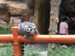 -北京野生动物园