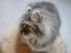 -猫儿山۰猫主题餐厅