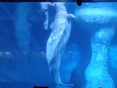 -海合安武汉极地海洋公园