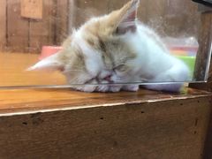 -龟与熊猫宠物公园(南坪店)
