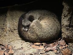 -夜间野生动物园
