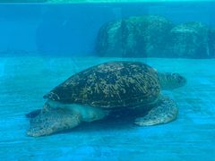 -珠海长隆海洋王国