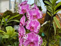 -国家植物园南园