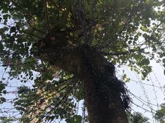 景点-惠州西湖
