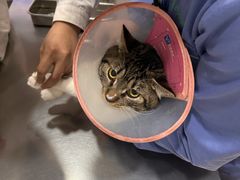 -瑞派名望志远动物医院·猫科·內科·异宠专科(直港大道店)