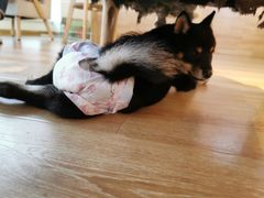 -柴犬小屋·柴餐厅·狗咖食堂(金鼎广场店)