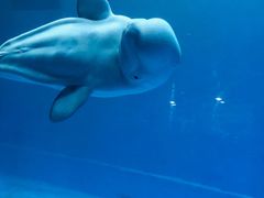 -芜湖新华联大白鲸海洋公园