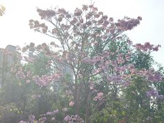 -金鸡岭桥头公园