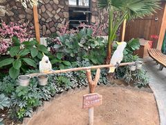 -南宫五洲植物乐园