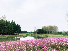 -溱湖国家湿地公园