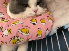 -瑞派·关忠动物医院·猫专科·犬专科(三环新城店)