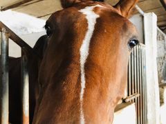 -月河湾马术俱乐部(朝阳店)