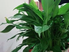 -张钰强中医正骨推拿连锁(唐家人才公寓店)