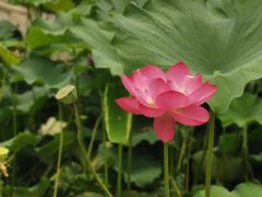 -龚家花园农家乐休闲别墅
