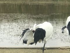 -盐城丹顶鹤湿地生态旅游区