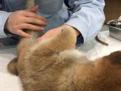 -瑞派名望志远动物医院·猫科·內科·异宠专科(直港大道店)