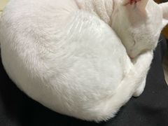-谐和益家动物医院·免疫绝育·血液透析·宠保定点医院(高新伊藤分院)