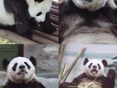 -栾川竹海野生动物园