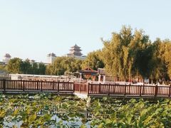 -莲花池公园