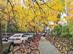 -三里屯东五街银杏大道