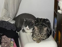 -美联众合宠物医院·爱萌分院·内外科·猫科中心