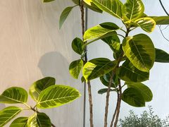 -喜茶(珠海华发商都店)