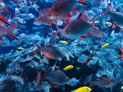 -成都浩海立方海洋公园