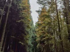 -山王坪喀斯特国家生态公园