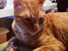 -Cappucimeow猫咪咖啡馆(韦伯时代店)