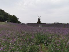 -大塘金香草谷