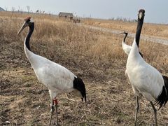 -盐城丹顶鹤湿地生态旅游区