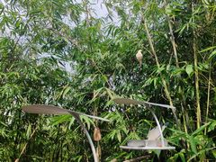 -新加坡飞禽公园