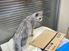-芭比堂宠物医院·全科爱猫医院·仁德分院