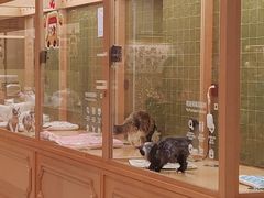 -帕帕拉兹宠物(亚洲旗舰店)