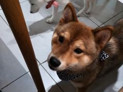 -柴务处·柴犬主题狗咖